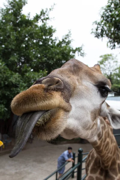 giraffe sticks out his tongue