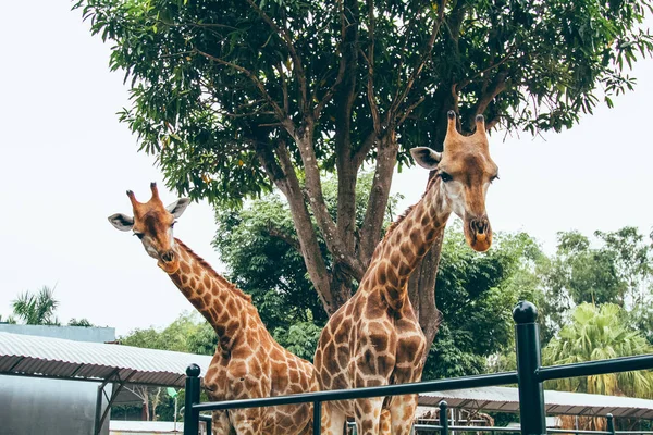 Два Жирафа Зоопарке — стоковое фото