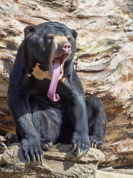 Oso Sol Malasia Helarctos Malayanus Con Idioma Extremadamente Largo — Foto de Stock