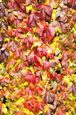 Sonbahar renklerinde yapraklar