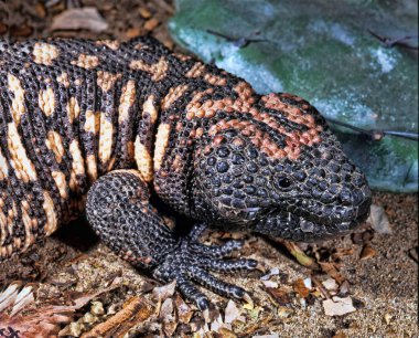 Portre, Gila canavarı, Heloderma s.suspectum