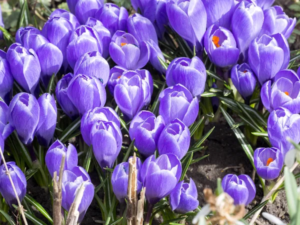 Piękne Kwitnących Krokusów Niebieski — Zdjęcie stockowe