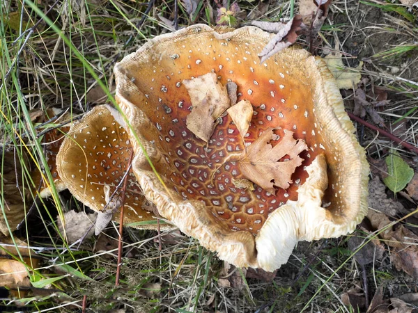 Pilze Wachsen Auf Einer Wiese — Stockfoto