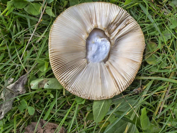 Funghi Crescono Prato — Foto Stock