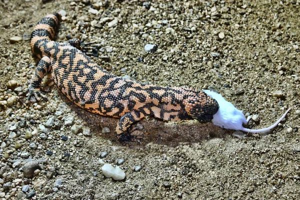 Gila Monster Heloderma Suspectum Come Ratón — Foto de Stock