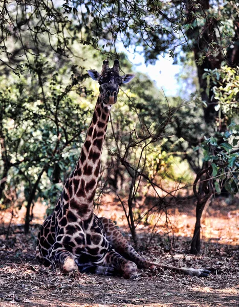 Büyük Yalancı Erkek Baringo Zürafa Zürafa Zürafa Rothschildi Zambiya — Stok fotoğraf