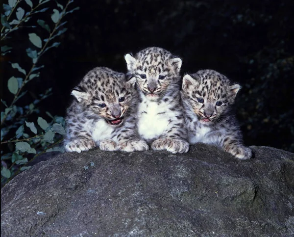 Sevimli yavru kar leoparı, Uncia ucia