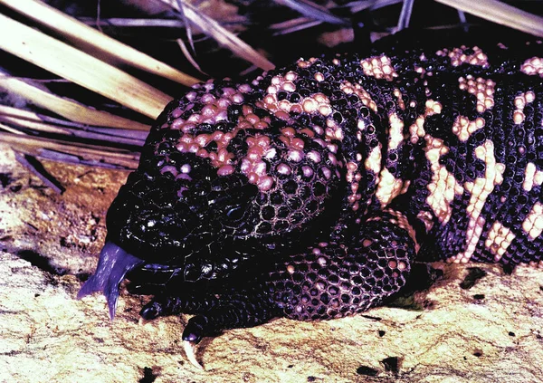 Portre Gila Canavarı Heloderma Suspectum — Stok fotoğraf