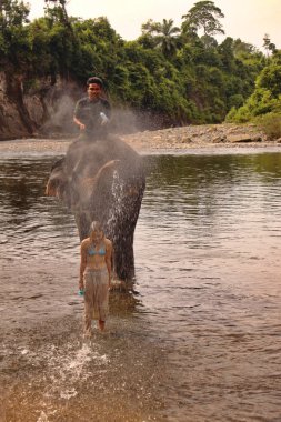 Tangkahan, Sumatra, Endonezya-Ağustos 8,2009:, snatural duş fil 8 Ağustos. 2009 Tangkahan, Sumatra, Endonezya