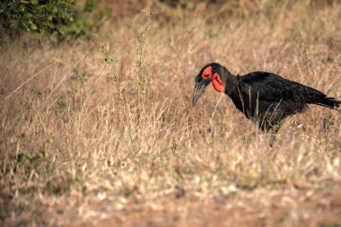 Kara kartallar, Bucorvus leadbeateri, çim böcekler, Botswana arıyorsunuz