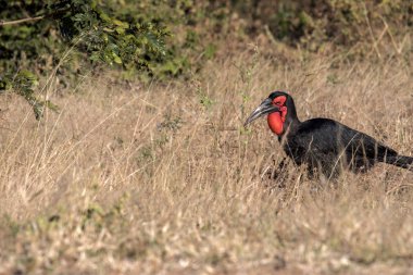 Kara kartallar, Bucorvus leadbeateri, çim böcekler, Botswana arıyorsunuz