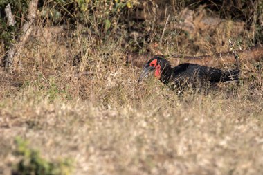 Kara kartallar, Bucorvus leadbeateri, çim böcekler, Botswana arıyorsunuz