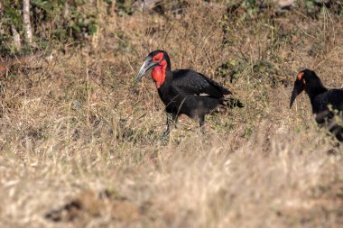 Kara kartallar, Bucorvus leadbeateri, çim böcekler, Botswana arıyorsunuz