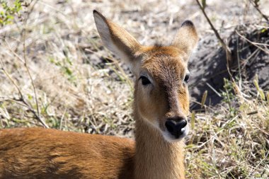 Impala, Aepyceros melampus, Chobe Ulusal Parkı, Botsvana portresi