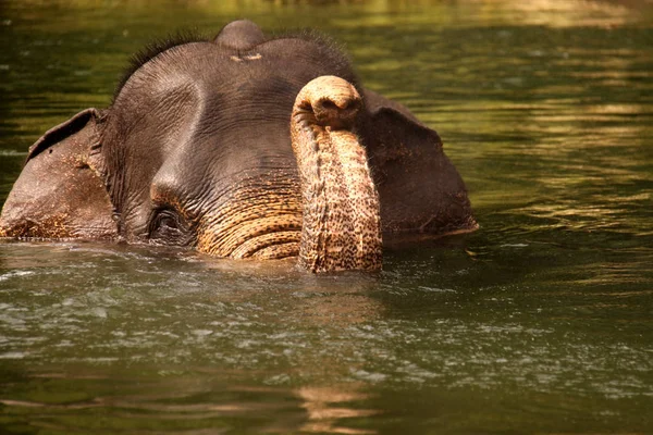 Schwimmende Sumatra Elefanten Tangkahan Sumatra Indonesien — Stockfoto