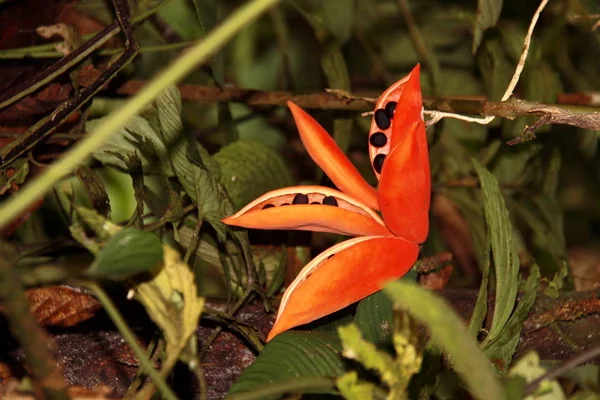Flor Floresta Sumatra Indonésia — Fotografia de Stock