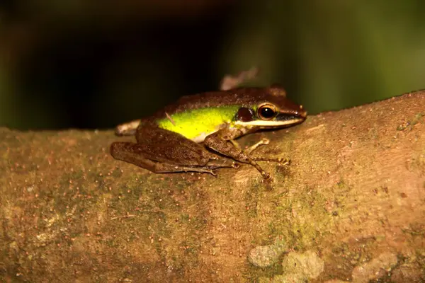 Tropical Frog Sumatra Indonezja — Zdjęcie stockowe