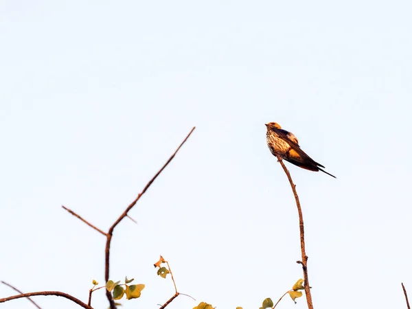Lesser Striped Swallow Cecropis Abyssinica Sitting Branch Botswana — Stock Photo, Image