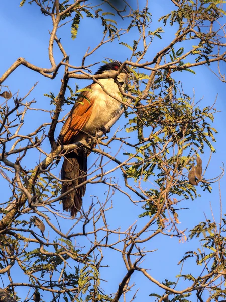 Senegal Coucal Centropus Senegalensis Auf Einem Baum Sitzend Botswana — Stockfoto