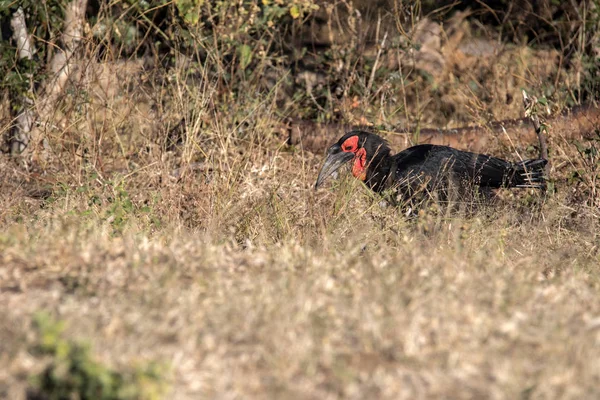 Zoborožce Kaferského Bucorvus Leadbeateri Trávě Hmyz Botswana — Stock fotografie