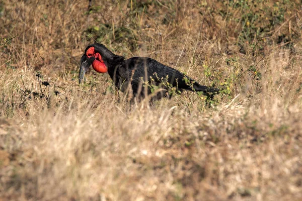 Ground Hornbill Bucorvus Leadbeateri Looking Grass Insects Botswana — Stock Photo, Image