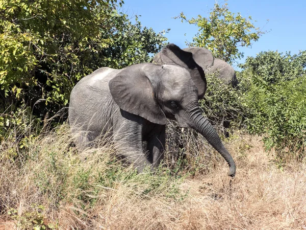 Angry African elephant, Loxodonta africana, Chobe National Park, Botswana