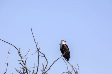 Afrika balık kartalı, Haliaeetus vocifer, Chobe Ulusal Parkı, Botsvana
