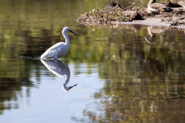 Sarı gagalı balıkçıl, AVI, Chobe Ulusal Parkı, Botswana Egretta intermedia