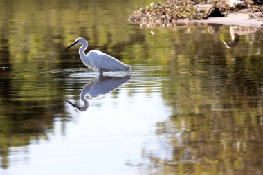Sarı gagalı balıkçıl, AVI, Chobe Ulusal Parkı, Botswana Egretta intermedia