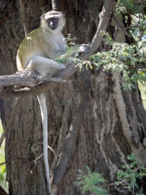Yeşil maymun Chlorocebus aethiops, Chobe Ulusal Parkı, Botsvana