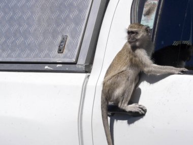 Yeşil maymun Chlorocebus aethiops, araba gıda, Chobe Ulusal Parkı, Botsvana gördüm