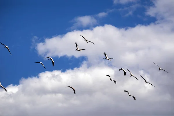 Cegonha Bico Amarelo Voadora Mycteria Ibis Rio Boteti Parque Nacional — Fotografia de Stock