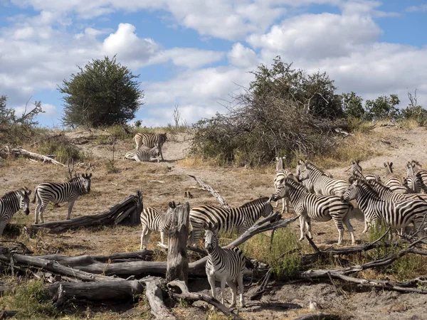 Damara Zebra Equus Burchelli Antiquorum Rio Boteti Parque Nacional Makgadikgadi — Fotografia de Stock