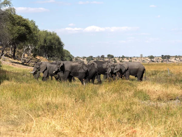 African Elephant Loxodonta Africana Boteti River Makgadikgadi National Park Botswana — Stock Photo, Image