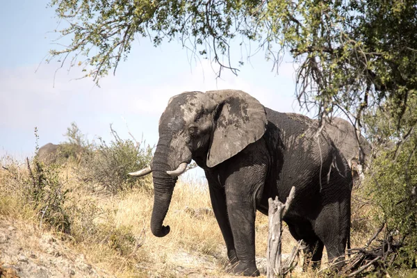 Αφρικανικός Ελέφαντας Loxodonta Africana Στον Ποταμό Boteti Εθνικό Πάρκο Makgadikgadi — Φωτογραφία Αρχείου