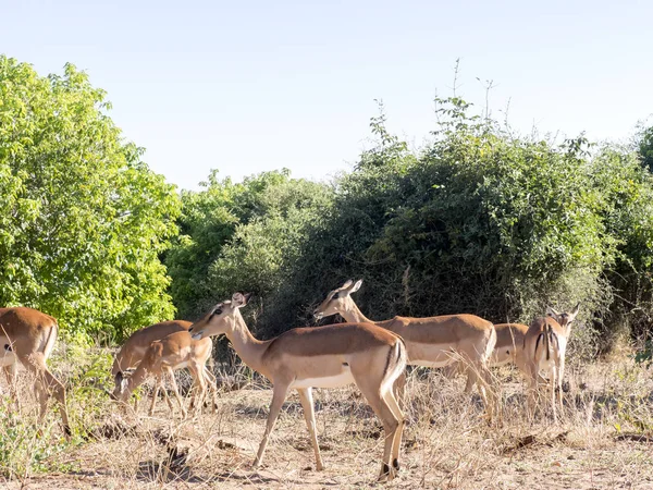 Branco Impala Aepyceros Melampus Parco Nazionale Chobe Botswana — Foto Stock