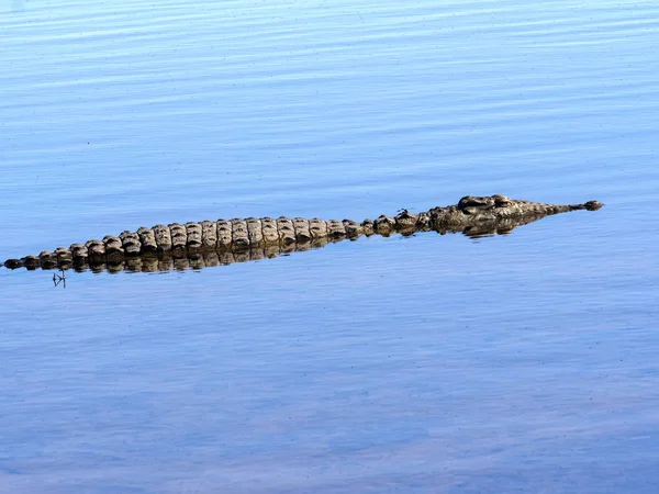 Nile Crocodile Crocodylus Niloticus Национальный Парк Чобе Ботсвана — стоковое фото