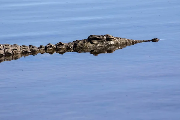 Nilkrokodil Krokodylus Niloticus Chobe Nationalpark Botswana — Stockfoto
