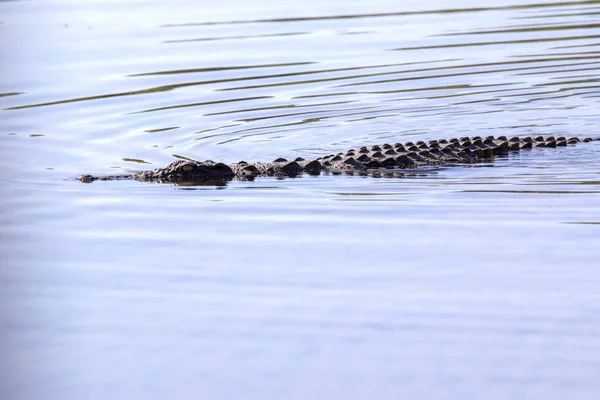 Krokodyl Nilowy Crocodylus Niloticus Chobe Narodowy Park Botswana — Zdjęcie stockowe