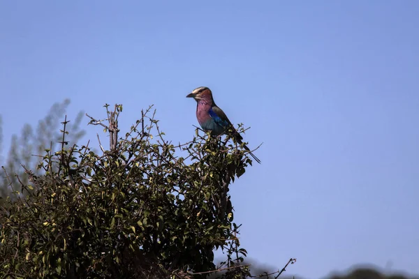 Lilac Breasted Roller Coracias Caudata Chobe National Park Ботсвана — стоковое фото