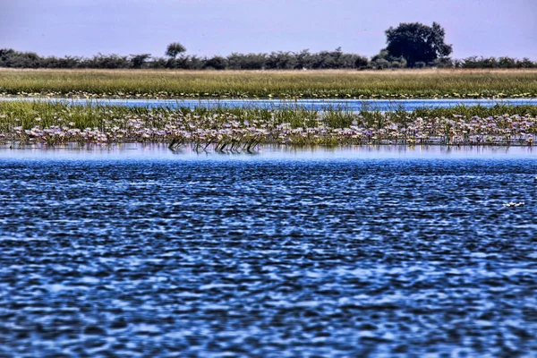 Bloeiende Waterlelies Verzonken Rivier Chobe Botswana — Stockfoto