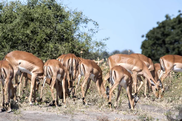 Manada Impala Aepyceros Melampus Parque Nacional Chobe Botswana — Foto de Stock