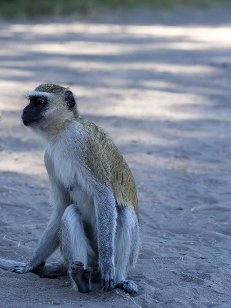 Grüner Affe Chlorocebus Aethiops Chobe Nationalpark Botswana — Stockfoto