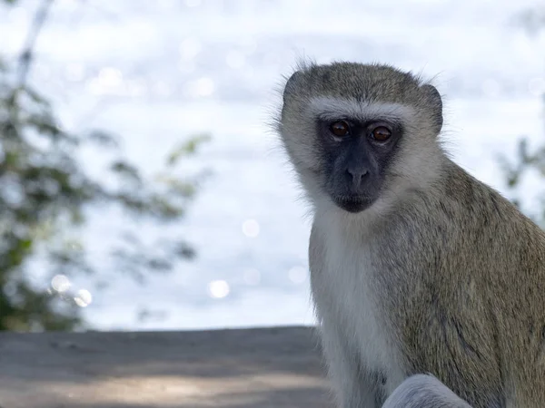 Rodillo de pechuga lila, Coracias caudata, Parque Nacional Chobe, Botswana — Foto de Stock