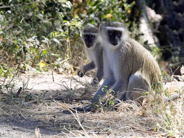 OGreen Monkey Chlorocebus aethiops, Национальный парк Чубе, Ботсвана — стоковое фото