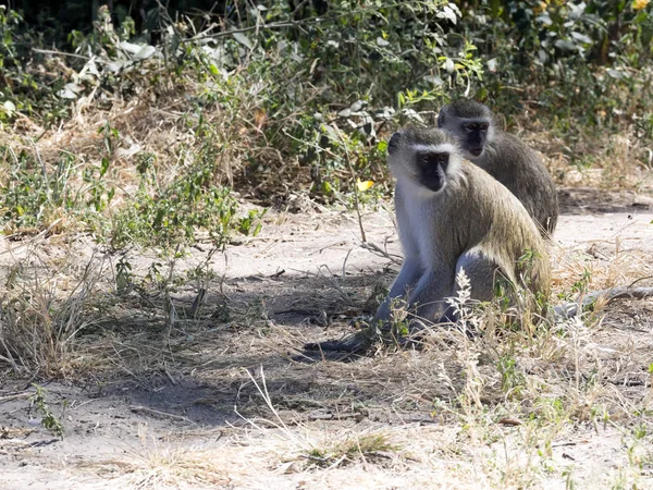 Ogreen monkey chlorocebus aethiops, Chobe Nationalpark, Botswana — Stockfoto
