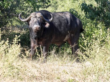 Afrika Buffalo, Syncerus caffer, Chobe Ulusal Parkı, Botsvana