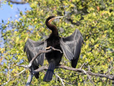 Afrika Pasifik'ten oğlan, Yılanboyungiller rufa, tüyler, Chobe Ulusal Parkı, Botsvana kurutma