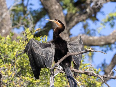Afrika Pasifik'ten oğlan, Yılanboyungiller rufa, tüyler, Chobe Ulusal Parkı, Botsvana kurutma