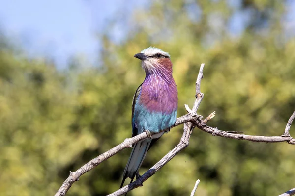 Lilac-breasted Roller, Coracias caudata, Chobe National Park, Ботсвана — стоковое фото